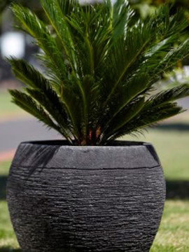 Gentong Pot Charcoal